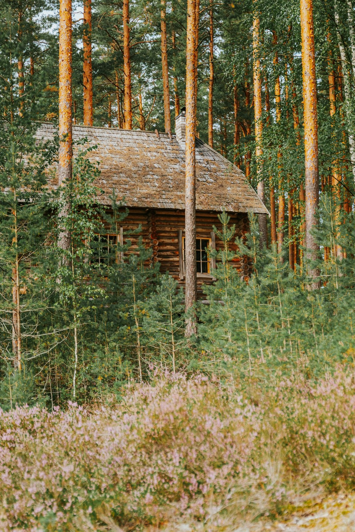 A quiet cabin nestled among forest trees